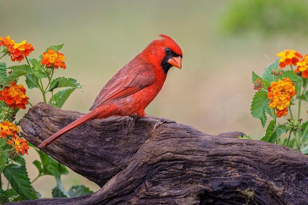 Jones, Adam 아티스트의 Male cardinal and flowers-Rio Grande Valley-Texas작품입니다.